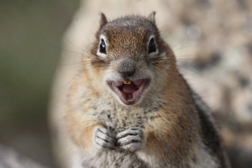 YES THE HOUSE IS OURS!!! CHARGE!!!! SQUIRREL S SEIZE THE HOME! (226) 600-5597 #SquirrelRemoval