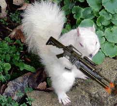 YOU GOT IT BOSS!>>> SQUIRRELS MOUNT THE ATTACK SECURE THE PREMISES! Do You Feel Like You are Under a Squirrel Attack? Call (226) 600-5597 #SquirrelRemoval 