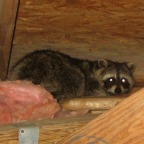 Is There a Family of Raccoon s in Your Chimney?